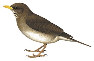 Turdus pelios nigrilorum