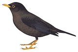 Indian Blackbird Illustration