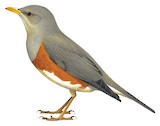 Grey-backed Thrush Illustration