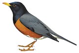 Black-breasted Thrush Illustration