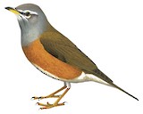 Eyebrowed Thrush Illustration