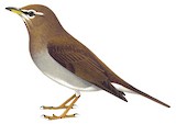 Grey-sided Thrush Illustration