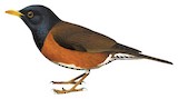 Izu Thrush Illustration