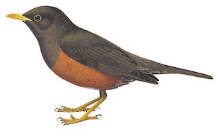 Turdus schlegelii celebensis