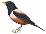 White-backed Thrush Illustration