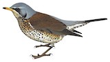 Fieldfare Illustration