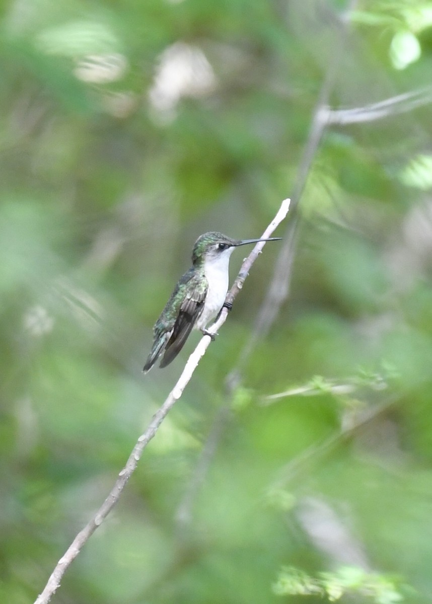 Ruby-throated Hummingbird - ML153145691