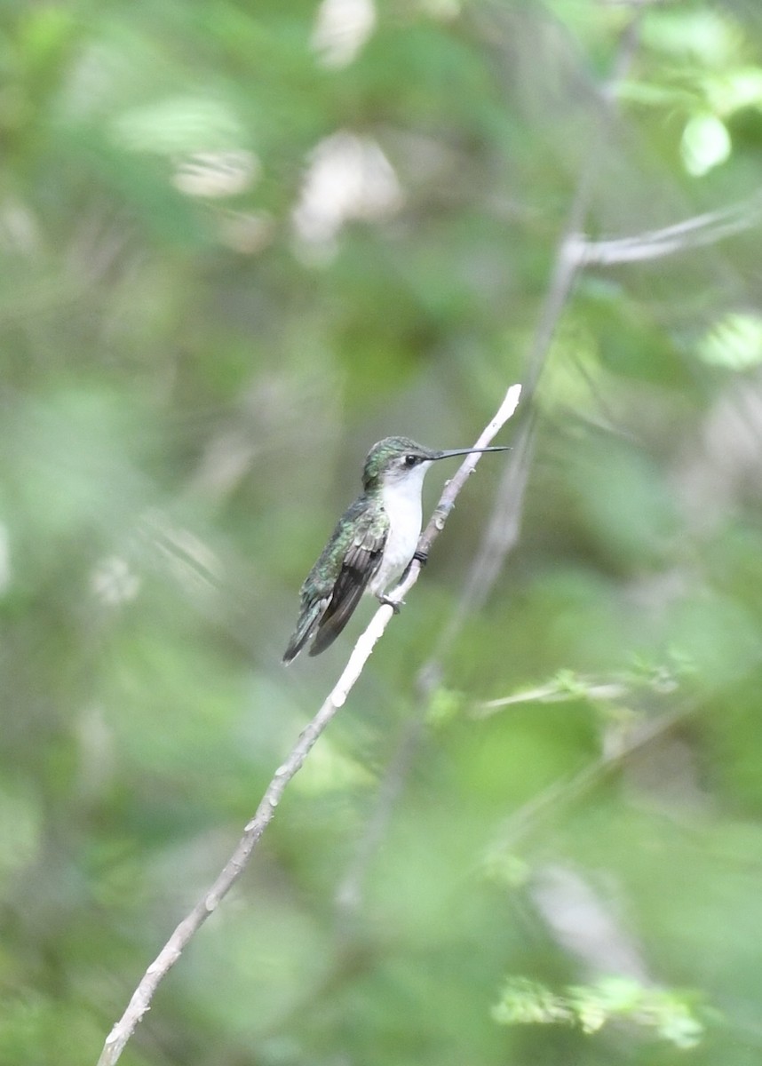 Ruby-throated Hummingbird - ML153145711