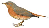 Naumann's Thrush Illustration