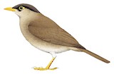 Sulawesi Thrush Illustration