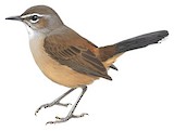 Karoo Scrub Robin Illustration