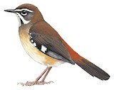 Forest Scrub Robin Illustration