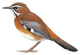 Bearded Scrub Robin Illustration