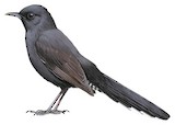 Black Scrub Robin Illustration