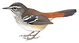 Brown-backed Scrub Robin Illustration