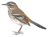 White-browed Scrub Robin Illustration