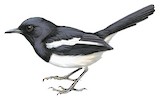 Philippine Magpie-Robin Illustration