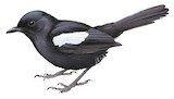 Madagascar Magpie-Robin Illustration