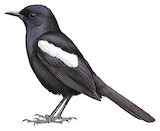 Seychelles Magpie-Robin Illustration