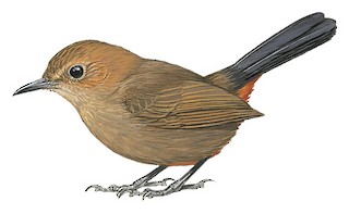 Copsychus fulicatus fulicatus