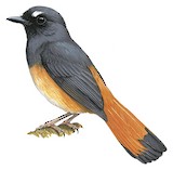 Rufous-tailed Shama Illustration