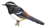 White-browed Shama Illustration