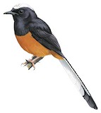 White-crowned Shama Illustration