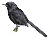 White-vented Shama Illustration