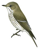 Grey-streaked Flycatcher Illustration