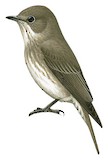 Dark-sided Flycatcher Illustration