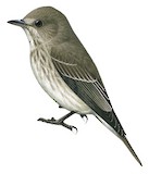 Sulawesi Streaked Flycatcher Illustration