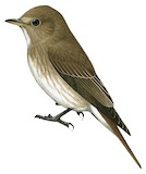 Brown-streaked Flycatcher Illustration