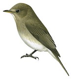 Ashy-breasted Flycatcher Illustration