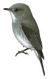 Little Grey Flycatcher Illustration