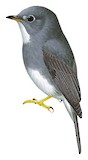 Yellow-footed Flycatcher Illustration