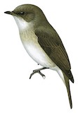 Swamp Flycatcher Illustration