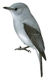 Cassin's Flycatcher Illustration