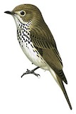 Böhm's Flycatcher Illustration