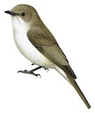 Marico Flycatcher Illustration