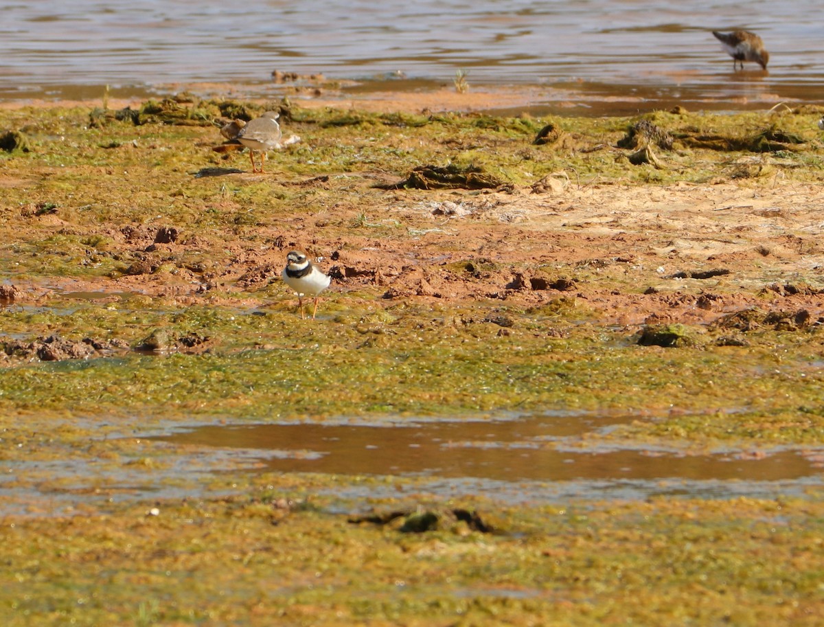 Common Ringed Plover - ML153147221