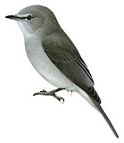 Ashy Flycatcher Illustration