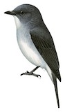 Tessmann's Flycatcher Illustration