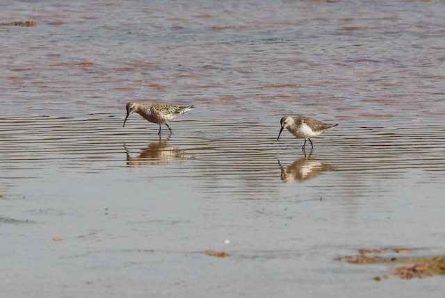 Some Curlew Sandpipers reach West Africa by following the Moroccan coast. - Curlew Sandpiper - 