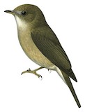 Olivaceous Flycatcher Illustration