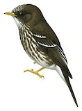 Humblot's Flycatcher Illustration