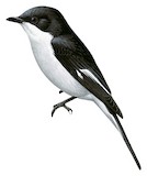 Fiscal Flycatcher Illustration