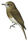 Angola Slaty Flycatcher Illustration