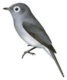 White-eyed Slaty Flycatcher Illustration