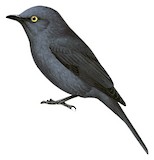 Yellow-eyed Black Flycatcher Illustration