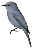 Nimba Flycatcher Illustration